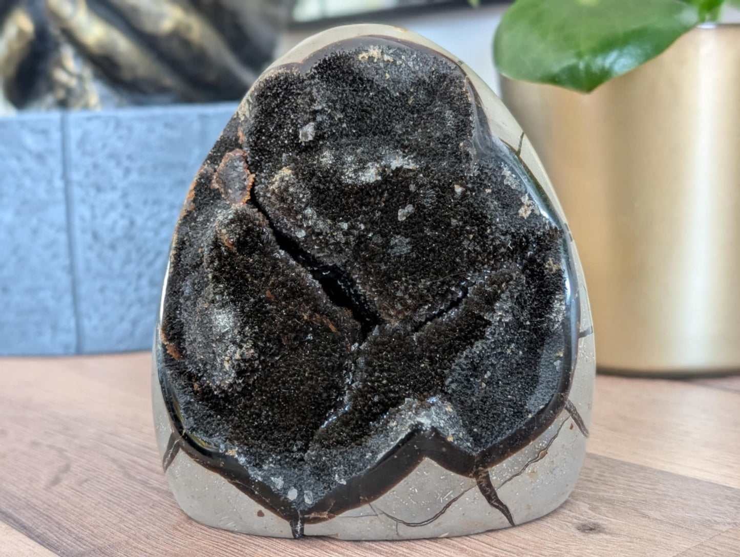 Septaria sauvage