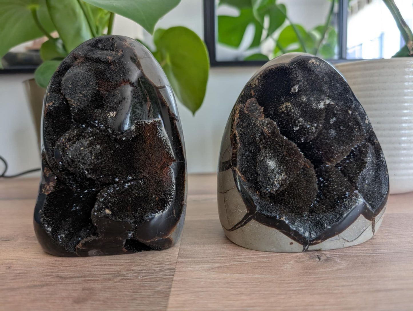 Septaria sauvage