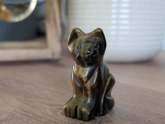 Chat en Œil de tigre