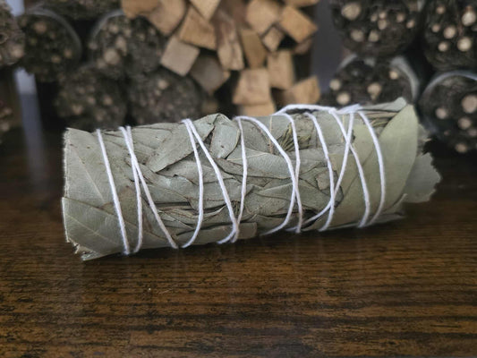 Fagot d’eucalyptus séché pour protection, purification et clarté mentale